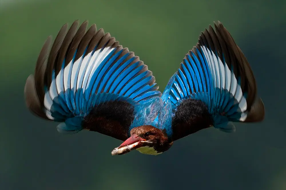 Eisvogel mit ausgebreiteten Flügeln