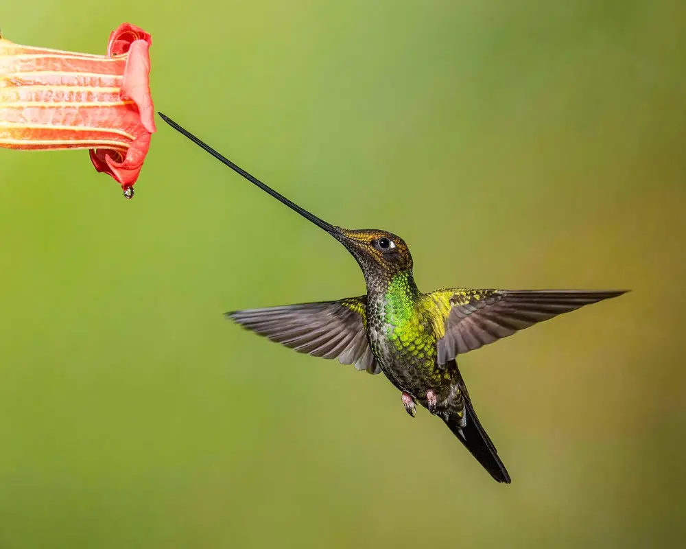 Schwertschnabelkolibri an einer Blüte