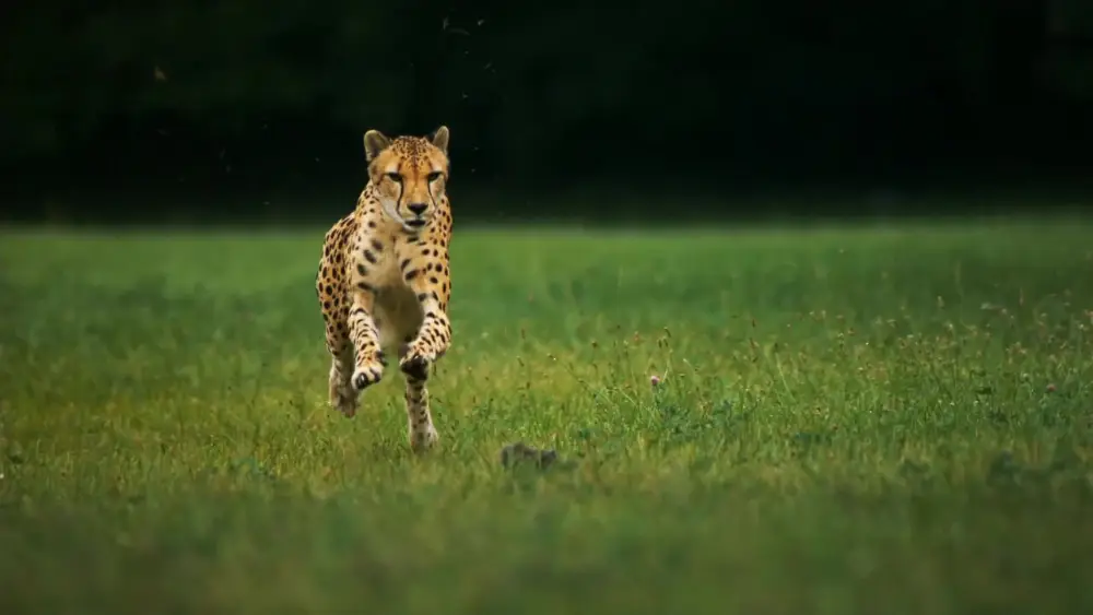 Gepard im Lauf