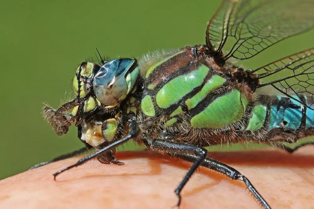 Libelle in Nahaufnahme