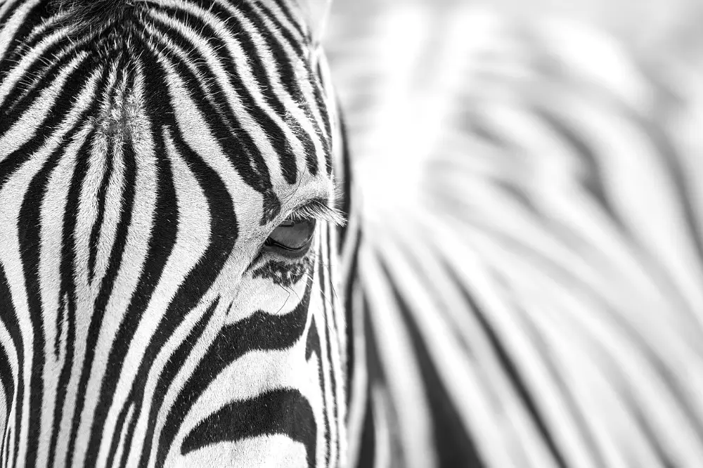 Zebra-Auge in Nahaufnahme